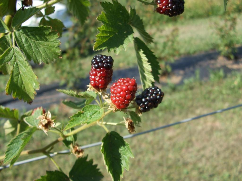 Agriturismo Cascina Rossano Provaglio d'Iseo Luaran gambar